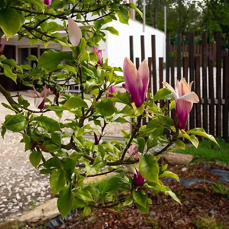 A Casa Do Avo Andres *